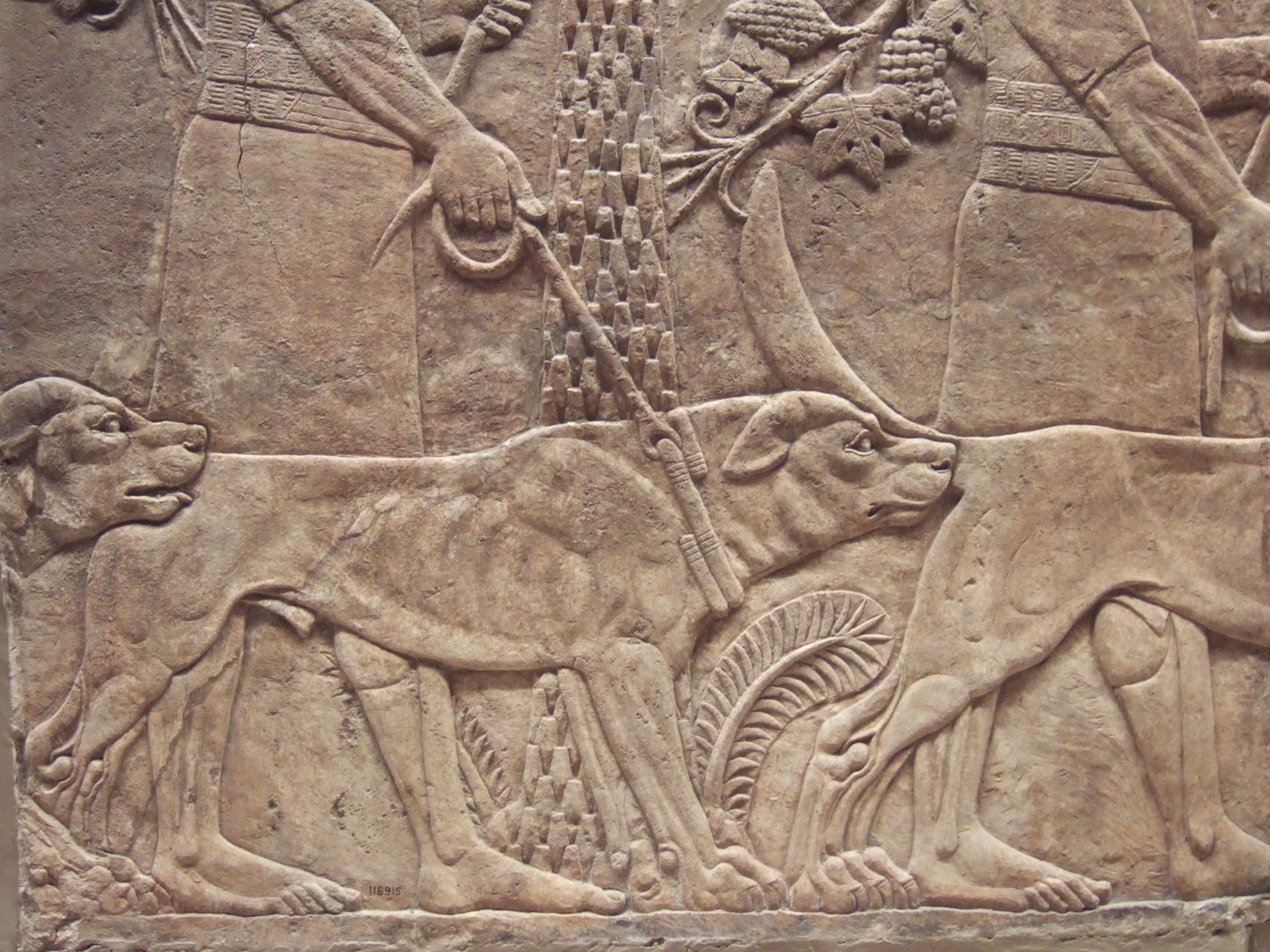 Assyrian dogs